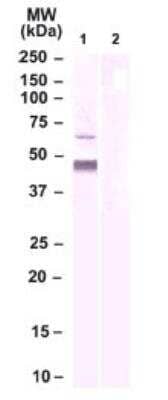 Western Blot: GPR74/NPFFR2 AntibodyBSA Free [NBP2-24878]