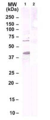 Western Blot: GPR74/NPFFR2 AntibodyBSA Free [NBP2-24879]