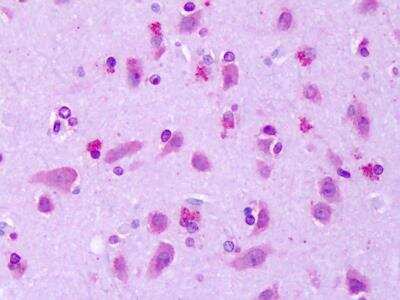 Immunohistochemistry-Paraffin: GPR75 Antibody - BSA Free [NBP2-31114]