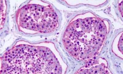 Immunohistochemistry-Paraffin: GPR75 Antibody - BSA Free [NLS1593]