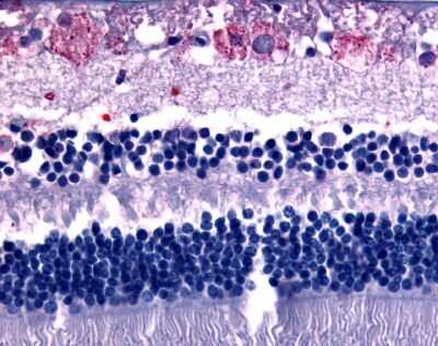 Immunohistochemistry-Paraffin: GPR75 Antibody - BSA Free [NLS1594]