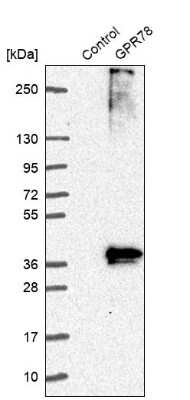 Western Blot: GPR78 Antibody [NBP1-86467]