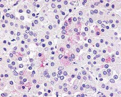 Immunohistochemistry-Paraffin: GPR81 Antibody - BSA Free [NLS2095]