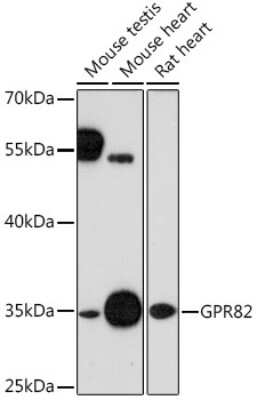 Western Blot: GPR82 AntibodyAzide and BSA Free [NBP3-03902]