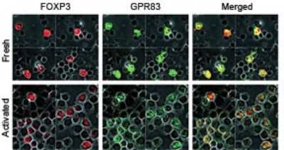 Immunocytochemistry/ Immunofluorescence: GPR83 Antibody - BSA Free [NLS4954]