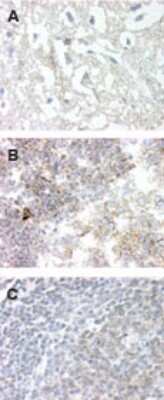 Immunohistochemistry-Paraffin: GPR83 Antibody [NBP2-24515]
