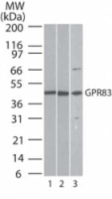 Western Blot: GPR83 Antibody [NBP2-24515]