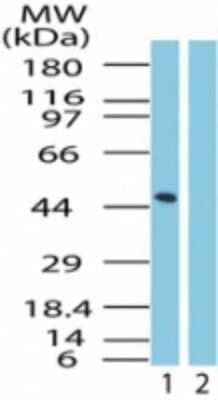 Western Blot: GPR83 Antibody [NBP2-24515]