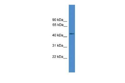 Western Blot: GPR83 Antibody [NBP2-82241]