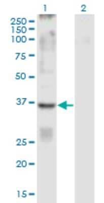 Western Blot: GPR84 Antibody (5C3) [H00053831-M01]