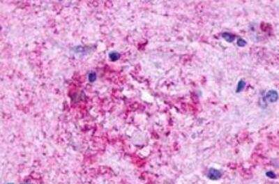 Immunohistochemistry-Paraffin: GPR84 Antibody - BSA Free [NLS343]