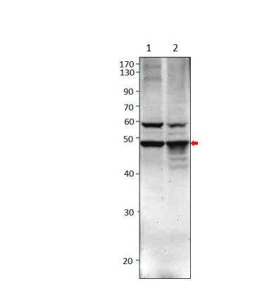 Western Blot: GPR87 Antibody [NBP3-12313]