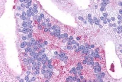 Immunohistochemistry-Paraffin: GPR88 Antibody - BSA Free [NLS1572]