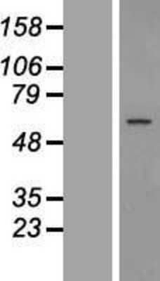 Western Blot: GPR89 Overexpression Lysate [NBL1-11300]