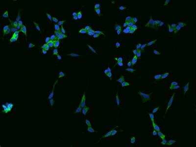 Immunocytochemistry/ Immunofluorescence: GPRASP1 Antibody [NBP3-06130]