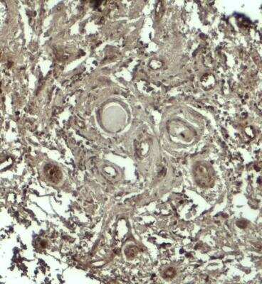 Immunohistochemistry: GPRASP1 Antibody - BSA Free [NBP2-81951]