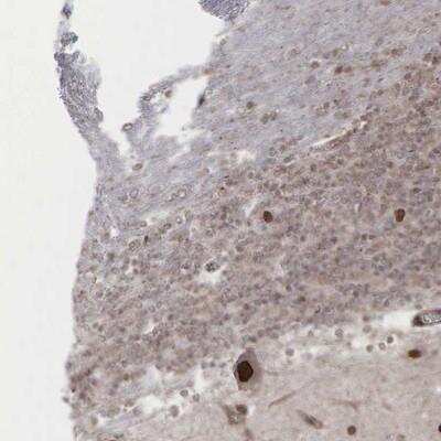 Immunohistochemistry-Paraffin: GPRASP1 Antibody [NBP1-83391]