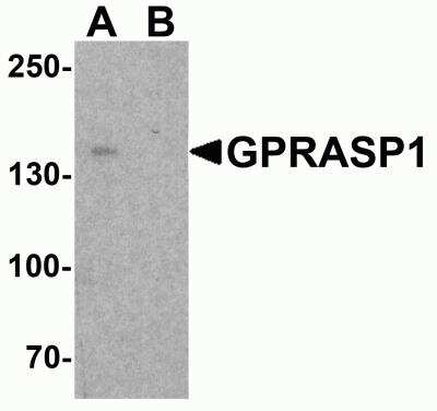 Western Blot: GPRASP1 AntibodyBSA Free [NBP2-81951]