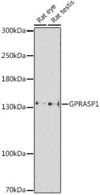 Western Blot: GPRASP1 AntibodyAzide and BSA Free [NBP3-04829]