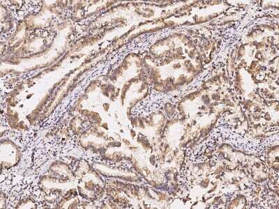 Immunohistochemistry-Paraffin: GPRASP2 Antibody [NBP2-97143]