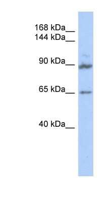 Western Blot: GPRASP2 Antibody [NBP1-56710]