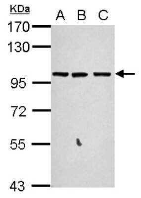 Western Blot: GPRASP2 Antibody [NBP2-16729]