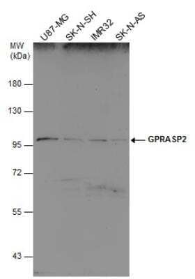 Western Blot: GPRASP2 Antibody [NBP2-16729]