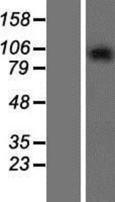 Western Blot: GPRASP2 Overexpression Lysate [NBP2-05673]