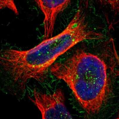 Immunocytochemistry/ Immunofluorescence: GPRC5A/RAI3 Antibody [NBP1-89743]