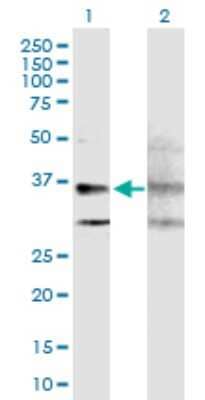 Western Blot: GPRC5A/RAI3 Antibody [H00009052-B01P]