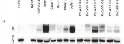 Western Blot: GPRC5A/RAI3 Antibody [NBP1-89743]