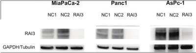 Western Blot: GPRC5A/RAI3 Antibody [NBP1-89743]