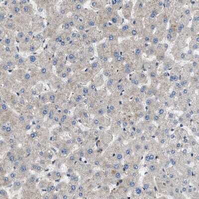 Immunohistochemistry-Paraffin: GPRC5B Antibody [NBP1-87160]