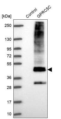 Western Blot: GPRC5C Antibody [NBP1-87159]