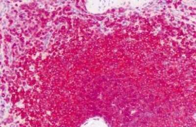 Immunohistochemistry-Paraffin: GPRC6A Antibody - BSA Free [NBP1-02393]