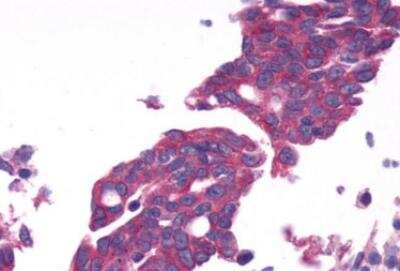 Immunohistochemistry-Paraffin: GPRC6A Antibody - BSA Free [NLS2576]