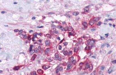 Immunohistochemistry-Paraffin: GPRC6A Antibody - BSA Free [NLS2576]