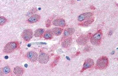 Immunohistochemistry-Paraffin: GPRC6A Antibody - BSA Free [NLS2576]