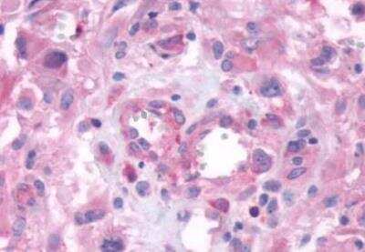 Immunohistochemistry-Paraffin: GPRC6A Antibody - BSA Free [NLS2576]