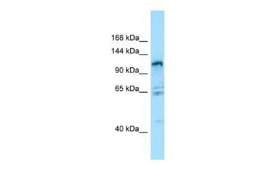 Western Blot: GPRC6A Antibody [NBP2-82243]