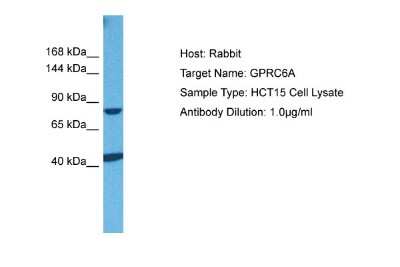 Western Blot: GPRC6A Antibody [NBP2-82243]