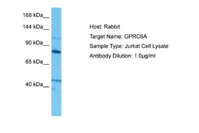 Western Blot: GPRC6A Antibody [NBP2-82243]