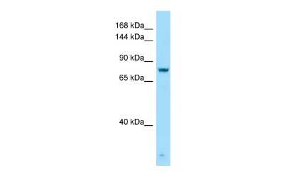 Western Blot: GPRC6A Antibody [NBP2-82244]