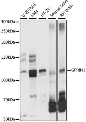 Western Blot: GPRIN1 AntibodyAzide and BSA Free [NBP3-04643]