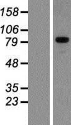 Western Blot: GPRIN3 Overexpression Lysate [NBP2-04719]