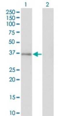 Western Blot: GPS2 Antibody (3C4) [H00002874-M01]