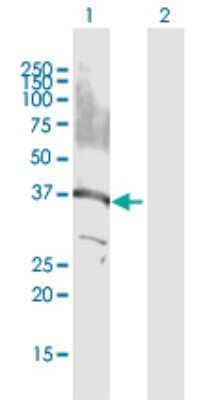 Western Blot: GPS2 Antibody [H00002874-D01P]