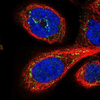 Immunocytochemistry/ Immunofluorescence: GPSM1 Antibody [NBP1-91968]