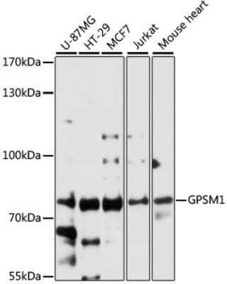 Western Blot: GPSM1 AntibodyAzide and BSA Free [NBP3-04743]