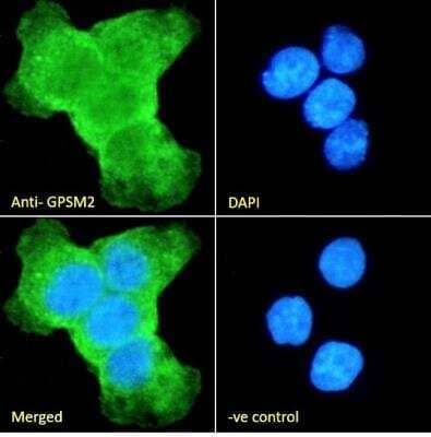 Immunocytochemistry/ Immunofluorescence: GPSM2 Antibody [NB100-57096]